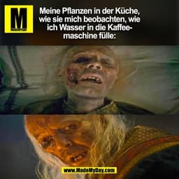 Meine Pflanzen in der Küche,
wie sie mich beobachten, wie
ich Wasser in die Kaffee-
maschine fülle: