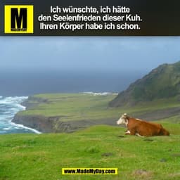 Ich wünschte, ich hätte
den Seelenfrieden dieser Kuh.
Ihren Körper habe ich schon.
(BILD)