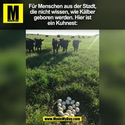 Für Menschen aus der Stadt,
die nicht wissen, wie Kälber
geboren werden. Hier ist
ein Kuhnest:
(BILD)