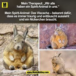 Mein Therapeut: „Wir alle
haben ein Spirit-Animal in uns.“

Mein Spirit-Animal: Das Viscacha – bekannt dafür,
dass es im