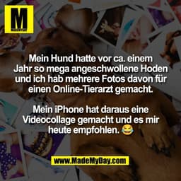 Mein Hund hatte vor ca. einem
Jahr so mega angeschwollene Hoden
und ich hab mehrere Fotos davon für
einen Online-Tierarz