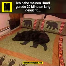 Ich habe meinen Hund
gerade 20 Minuten lang
gesucht ...
(BILD)