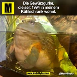 Die Gewürzgurke,
die seit 1994 in meinem
Kühlschrank wohnt.

@HerrHilfreich

(BILD)