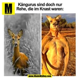 Kängurus sind doch nur
Rehe, die im Knast waren: