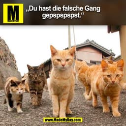 "Du hast die falsche Gang
gepspspspst."
