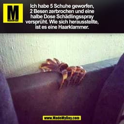 Ich habe 5 Schuhe geworfen,
2 Besen zerbrochen und eine
halbe Dose Schädlingsspray
versprüht. Wie sich herausstellte,
is