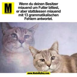 Wenn du deinen Besitzer
miauend um Futter bittest,
er aber stattdessen miauend
mit 13 grammatikalischen
Fehlern antworte