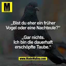 „Bist du eher ein früher
Vogel oder eine Nachteule?“

„Gar nichts.
Ich bin die dauerhaft
erschöpfte Taube.“