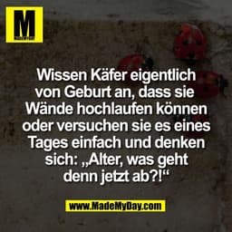 Wissen Käfer eigentlich
von Geburt an, dass sie
Wände hochlaufen können
oder versuchen sie es eines
Tages einfach und de