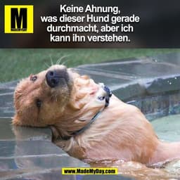 Keine Ahnung,
was dieser Hund gerade
durchmacht, aber ich
kann ihn verstehen.
(BILD)