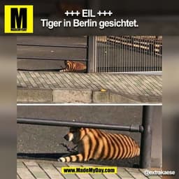 +++ EIL +++
Tiger in Berlin gesichtet.
@extrakaese 
(BILD)