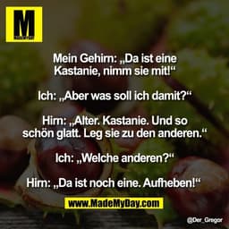 Mein Gehirn: „Da ist eine
Kastanie, nimm sie mit!“

Ich: „Aber was soll ich damit?“

Hirn: „Alter. Kastanie. Und so
schö
