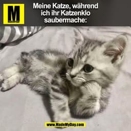 Meine Katze, während
ich ihr Katzenklo
saubermache:
(BILD)