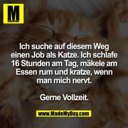 Ich suche auf diesem Weg
einen Job als Katze. Ich schlafe
16 Stunden am Tag, mäkele am
Essen rum und kratze, wenn
man mi