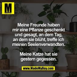 Meine Freunde haben
mir eine Pflanze geschenkt
und gesagt, an dem Tag,
an dem sie blüht, treffe ich
meinen Seelenverwand