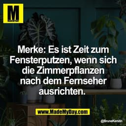 Merke: Es ist Zeit zum
Fensterputzen, wenn sich
die Zimmerpflanzen
nach dem Fernseher
ausrichten.