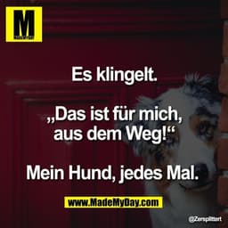Es klingelt.

„Das ist für mich,
aus dem Weg!“

Mein Hund, jedes Mal.