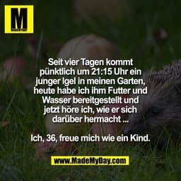Seit vier Tagen kommt
pünktlich um 21:15 Uhr ein
junger Igel in meinen Garten,
heute habe ich ihm Futter und
Wasser bere