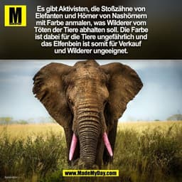 Es gibt Aktivisten, die Stoßzähne von
Elefanten und Hörner von Nashörnern
mit Farbe anmalen, was Wilderer vom
Töten der 