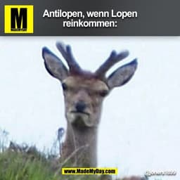 Antilopen, wenn Lopen
reinkommen:
@joners1899
(BILD)