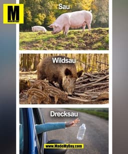 Sau
Wildsau
Drecksau
(BILD)