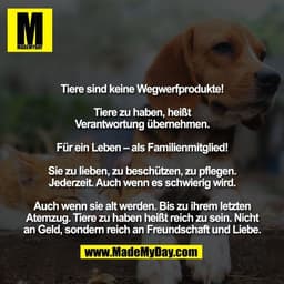 Tiere sind keine Wegwerfprodukte!

Tiere zu haben, heißt
Verantwortung übernehmen.

Für ein Leben – als Familienmitglied