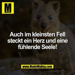 Auch im kleinsten Fell
steckt ein Herz und eine
fühlende Seele!
