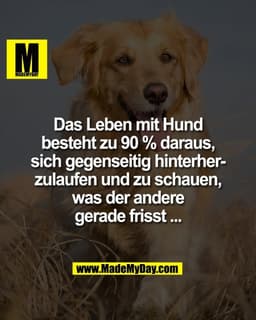 Das Leben mit Hund
besteht zu 90 % daraus,
sich gegenseitig hinterher-
zulaufen und zu schauen,
was der andere
gerade fr