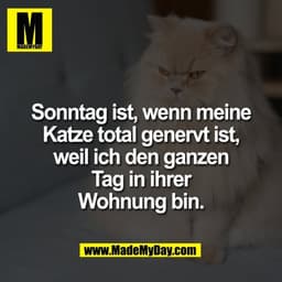 Sonntag ist, wenn meine
Katze total genervt ist,
weil ich den ganzen
Tag in ihrer
Wohnung bin.