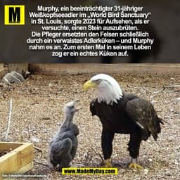 Murphy, ein beeinträchtigter 31-jähriger
Weißkopfseeadler im „World Bird Sanctuary“
in St. Louis, sorgte 2023 für Aufseh