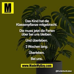 Das Kind hat die
Klassenpflanze mitgebracht. 

Die muss jetzt die Ferien
über bei uns bleiben. 

Und überleben. 

3 Woch