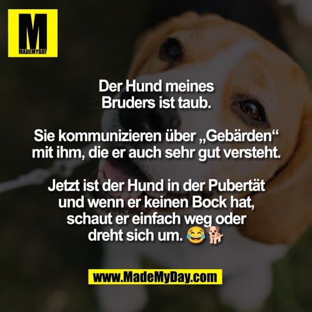 Der Hund meines
Bruders ist taub.
Sie kommunizieren über „Gebärden“
mit ihm, die er auch sehr gut versteht.
Jetzt ist der Hund in der Pubertät
und wenn er keinen Bock hat,
schaut er einfach weg oder
dreht sich um. 😂🐕 - Inspiration, Zitate & Sprüche | MadeMyDay | Jetzt entdecken & teilen Der Hund meines
Bruders ist taub.
Sie kommunizieren über „Gebärden“
mit ihm, die er auch sehr gut versteht.
Jetzt ist der Hund in der Pubertät
und wenn er keinen Bock hat,
schaut er einfach weg oder
dreht sich um. 😂🐕 - Inspirierendes Zitat mit Bild