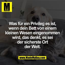 Was für ein Privileg es ist,
wenn dein Bett von einem
kleinen Wesen eingenommen
wird, das denkt, es sei
der sicherste Or