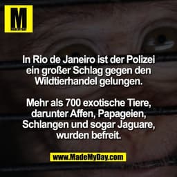 In Rio de Janeiro ist der Polizei
ein großer Schlag gegen den
Wildtierhandel gelungen.

Mehr als 700 exotische Tiere,
da