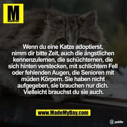 Wenn du eine Katze adoptierst, 
nimm dir bitte Zeit, auch die ängstlichen 
kennenzulernen, die schüchternen, die 
sich h