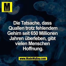 Die Tatsache, dass 
Quallen trotz fehlendem
Gehirn seit 650 Millionen 
Jahren überleben, gibt 
vielen Menschen 
Hoffnung