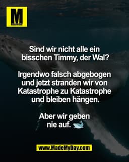 Sind wir nicht alle ein 
bisschen Timmy, der Wal?

Irgendwo falsch abgebogen 
und jetzt stranden wir von 
Katastrophe zu