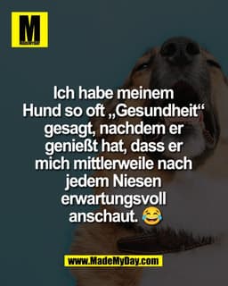 Ich habe meinem
Hund so oft Gesundheit"
gesagt, nachdem er
genießt hat, dass er
mich mittlerweile nach
jedem Niesen
erwa
