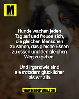 Hunde wachen jeden
Tag auf und freuen sich,
die gleichen Menschen
zu sehen, das gleiche Essen
zu essen und den gleichen
