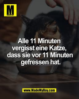 Alle 11 Minuten
vergisst eine Katze,
dass sie vor 11 Minuten
gefressen hat.