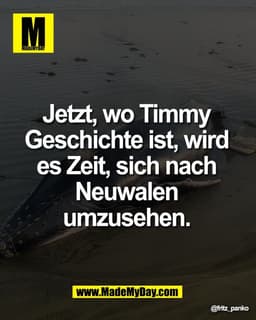 Jetzt, wo Timmy 
Geschichte ist, wird 
es Zeit, sich nach 
Neuwalen 
umzusehen.