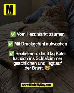 ✅ Vom Herzinfarkt träumen

✅ Mit Druckgefühl aufwachen

✅ Realisieren: der 8 kg Kater
hat sich ins Schlafzimmer
geschlic