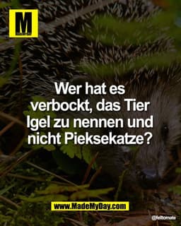 Wer hat es 
verbockt, das Tier 
Igel zu nennen und 
nicht Pieksekatze?
