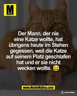 Der Mann, der nie 
eine Katze wollte, hat 
übrigens heute im Stehen 
gegessen, weil die Katze 
auf seinem Platz geschlaf