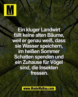 Ein kluger Landwirt 
fällt keine alten Bäume, 
weil er genau weiß, dass 
sie Wasser speichern, 
im heißen Sommer 
Schatt
