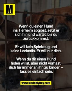 Wenn du einen Hund 
ins Tierheim abgibst, setzt er 
sich hin und wartet, bis du 
zurückkommst. 

Er will kein Spielzeug 
