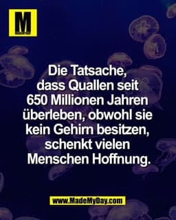 Die Tatsache, 
dass Quallen seit 
650 Millionen Jahren 
überleben, obwohl sie 
kein Gehirn besitzen, 
schenkt vielen 
Me