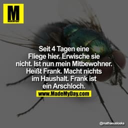 Seit 4 Tagen eine Fliege hier. Erwische sie nicht. Ist nun mein Mitbewohner. Heißt Frank. Macht nichts im Haushalt. Fran