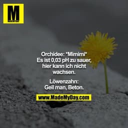 Orchidee: *Mimimi* Es ist 0,03 pH zu sauer, hier kann ich nicht wachsen.
Löwenzahn: Geil man, Beton.