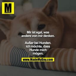 Mir ist egal, was andere von mir denken.
Außer bei Hunden. Ich möchte, dass Hunde mich mögen.